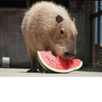 Capybara Land 2000