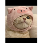 Lovley Cute Kittens. .
