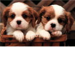 Dogs Community