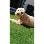 I love my doge