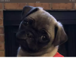 Ultra Pug