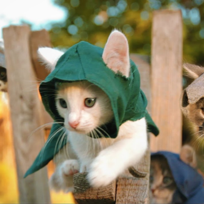 Hoodie cat Roblox decal