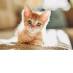 *KITTY ARMY*