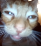 MrBeastI