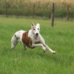 Dog Dashers