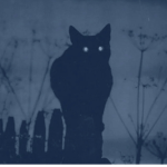 Bad luck cat