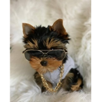 COCONUT_FAM
