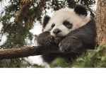 The Chinese Panda Empire