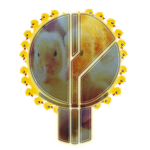 d u c c