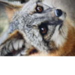 Shiny gray foxs