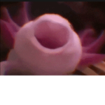 •The Axolotl Enjoyers•