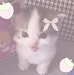 *I luv kitties!*