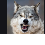 Wolf’s for life