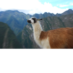 LlamaYt