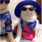 Cats r the best because they are