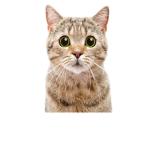 Cat Devlopers