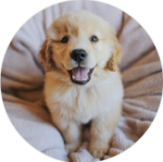 Amour de chien