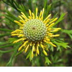 Isopogon
