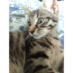 Naël et nugget le chat