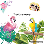 Parrots and red things
