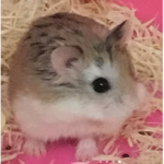 Hamsters_only