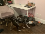 Bestie_dog