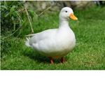 Cash money twice duck fan club
