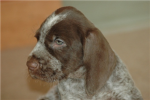 spinone sparkles of fluff!!!