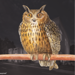 Hoot Academy