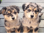 The awesome puppy dogs