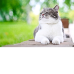 KITTIES PLAYZ ROBLOX