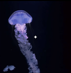 join this group if u like jellyfish