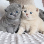CATS OF ROBLOX <3