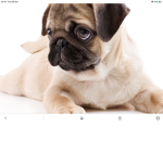 Dog fans come naw