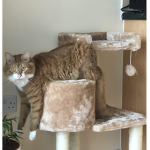 Vibe cat group