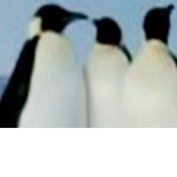 Penguin Club