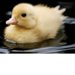 The Duck Group (2)