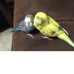 Bestie_paco_is_cute