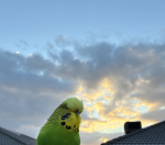 FlightlessBudgie Group!