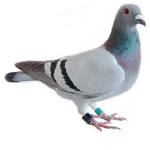 Pigon 5000