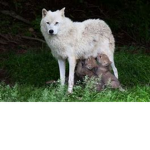 KACPERKI203