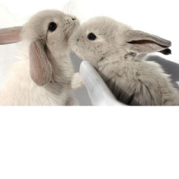 Bunny Hop Hotel