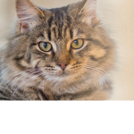 Kitties Studios