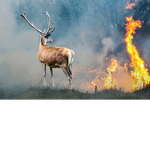 flames of a wild fire