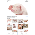TIME FOR PIGS