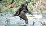 bigfoot is real