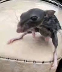 Be_A_rat_Or_Else