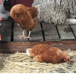 the best chicken group