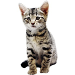 Kittens Server Group