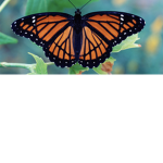 Butterfly Hangout. For everyone and anyone.